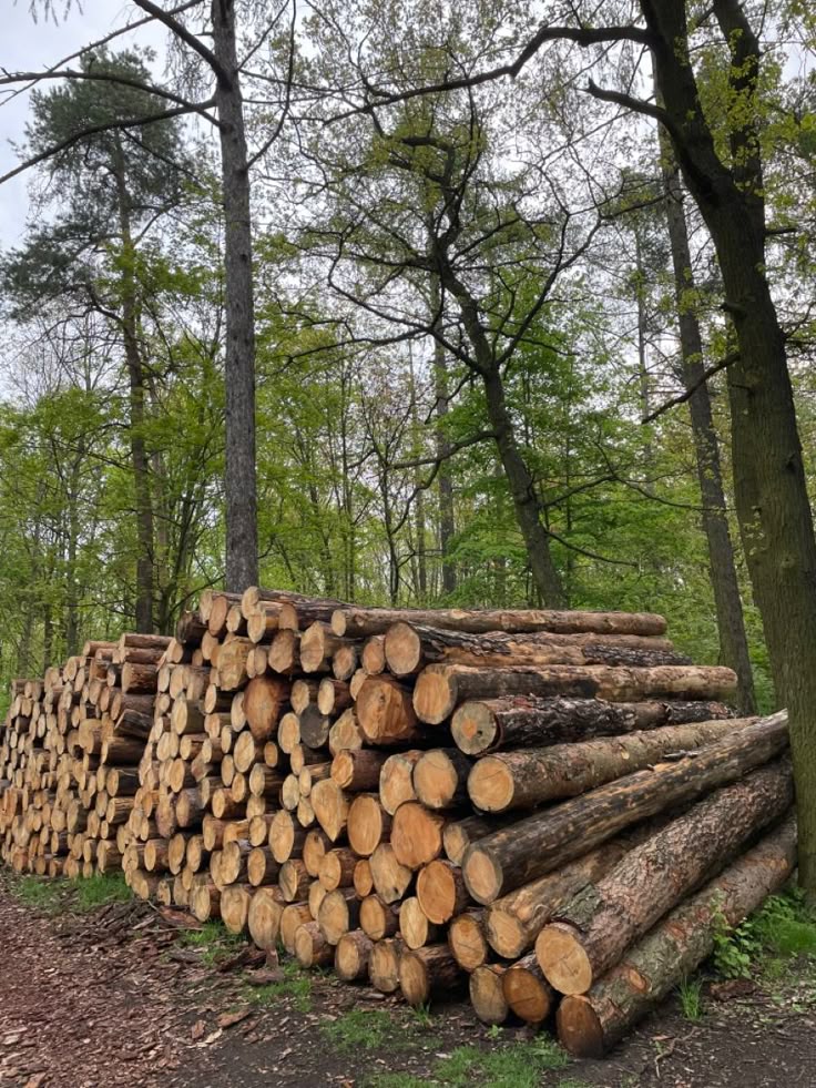 FSC, CITES, PEFC: Important Certificates in Wood Industry
