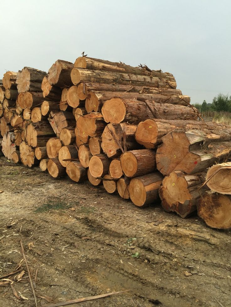 10 Best Types of Wood for Outdoor Flooring and Furniture