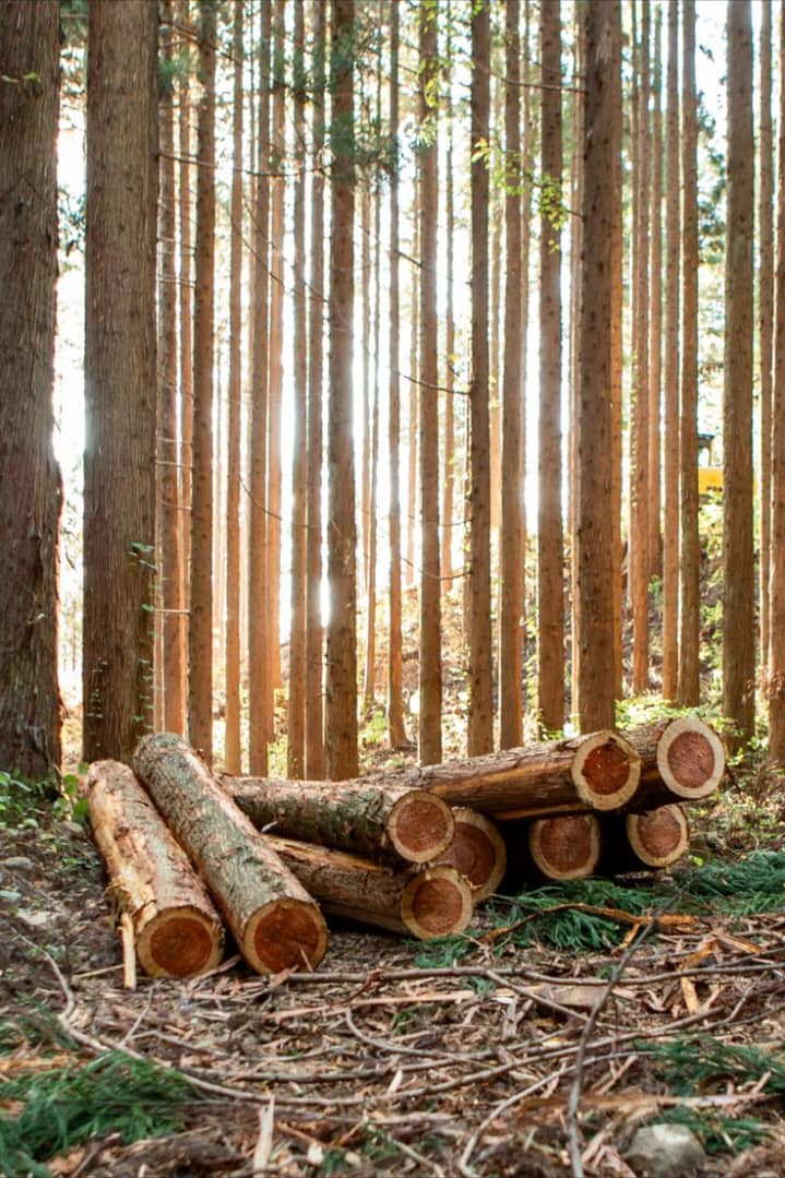 Comparing Cameroon and Cameroon Wood