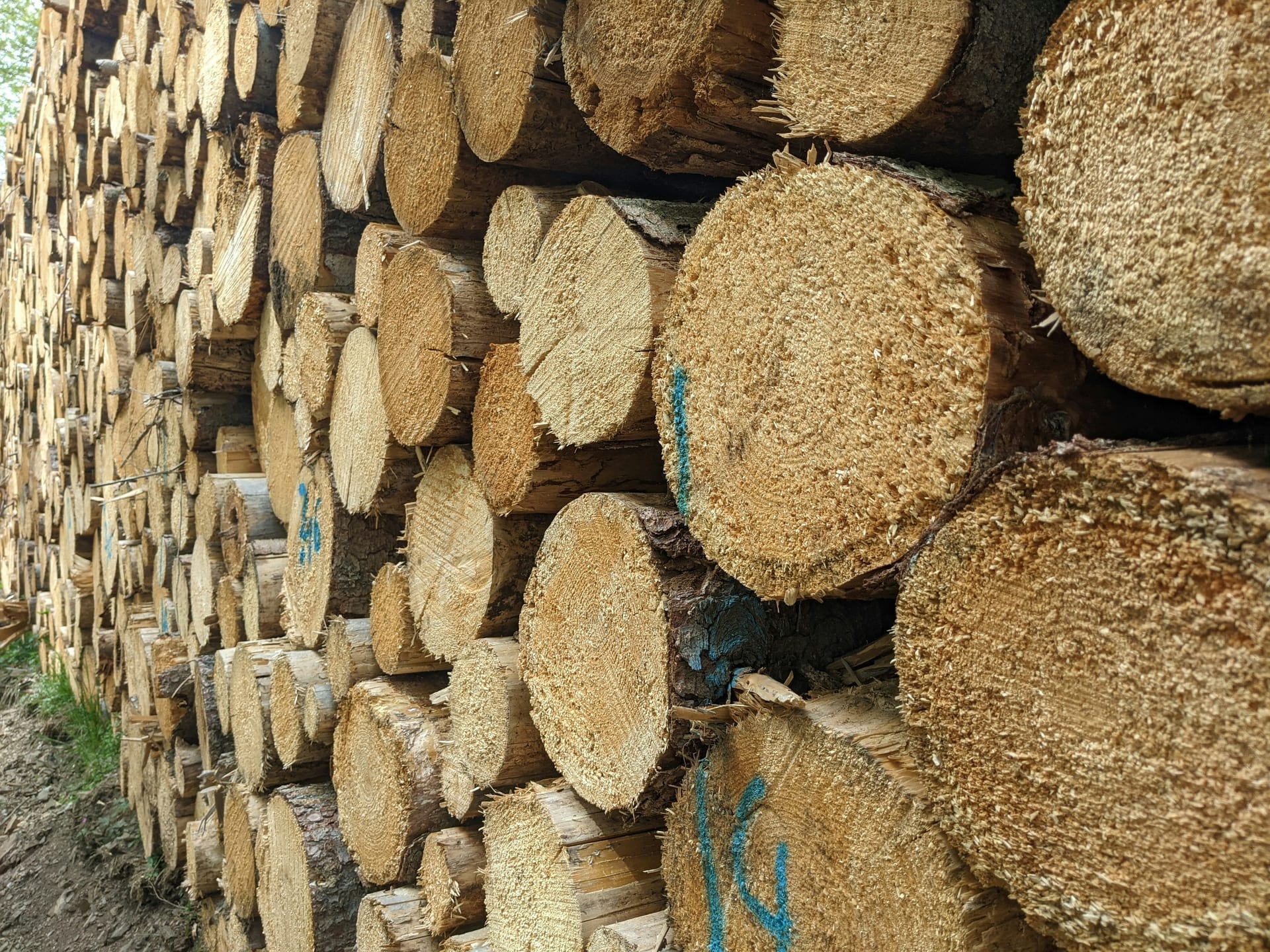 List of International Export Timber Price – Nebu Timber