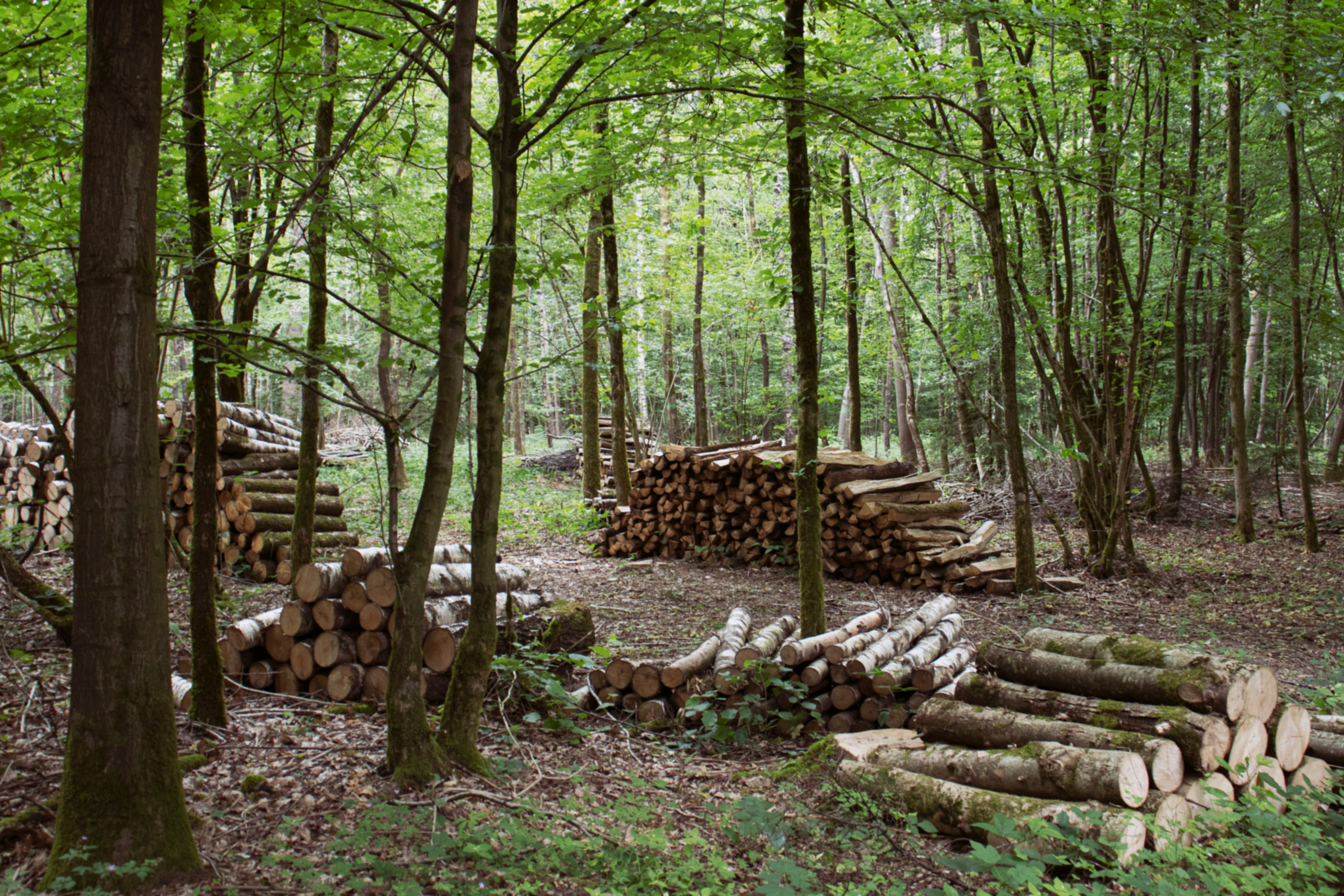 list-of-international-export-timber-price
