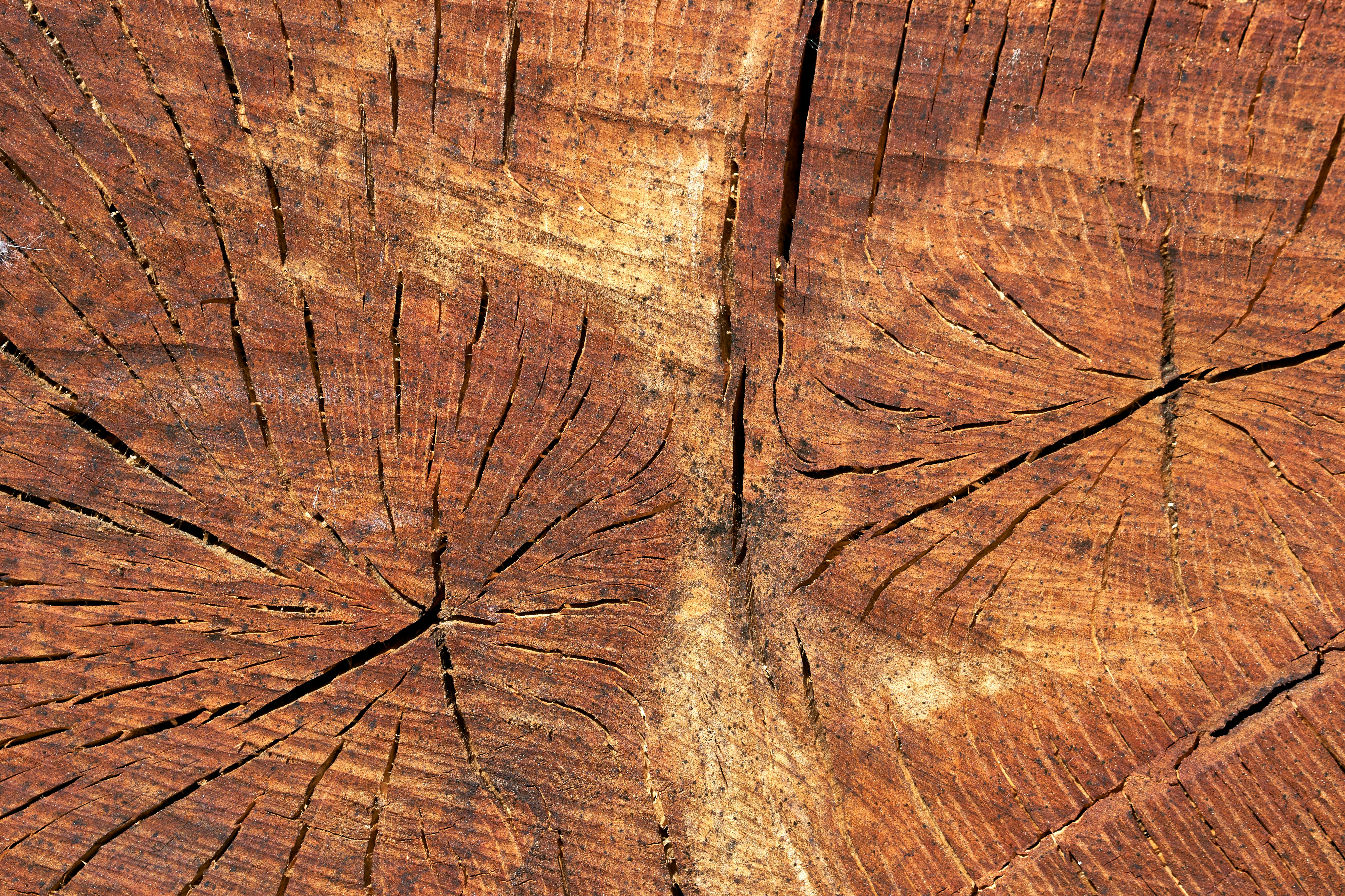 6-types-of-lumber-used-in-pole-barn-construction-7