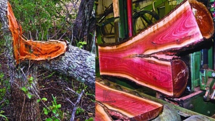 Nebu Timber Mission - Processing