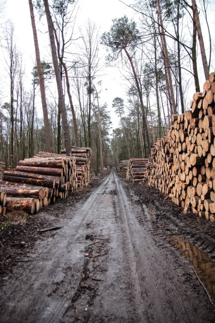 Dabema wood: Properties, Characteristics & Uses