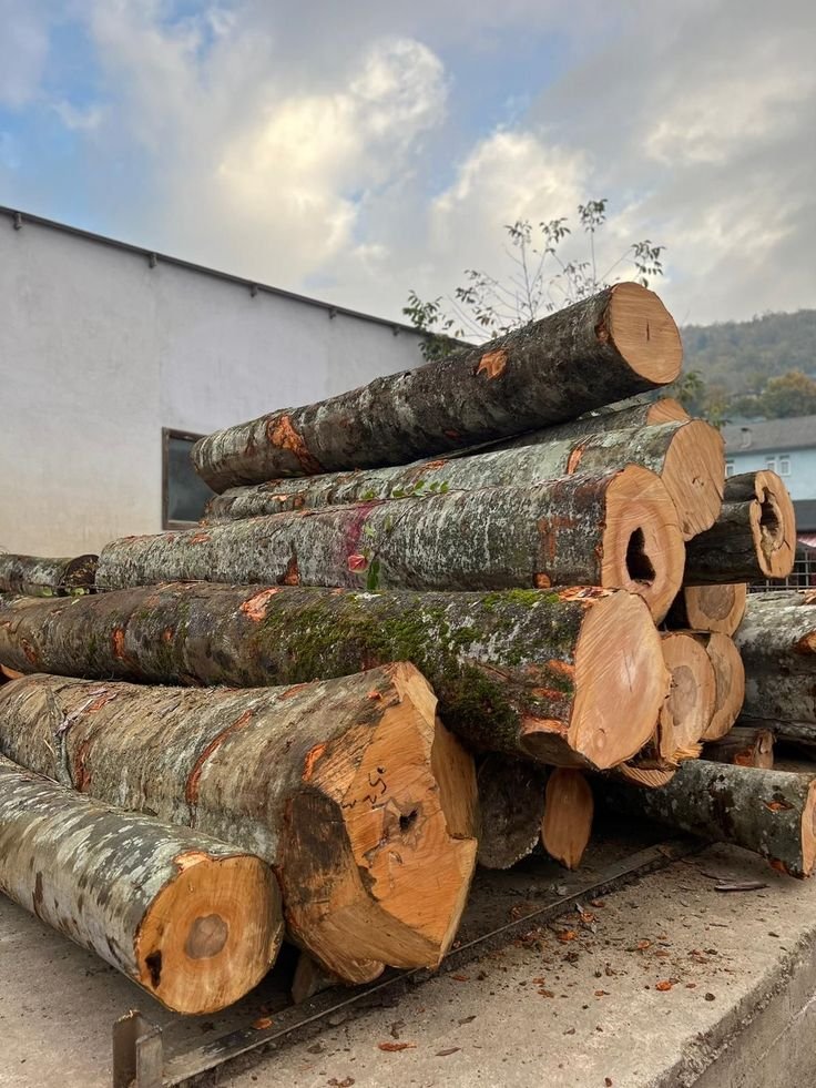 How to choose rot-resistant wood: 6 Durable Options